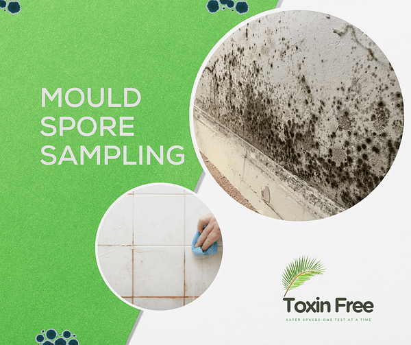 Black mould testing in New Zealand